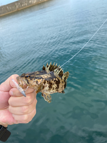 タケノコメバルの釣果