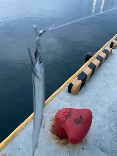 タチウオの釣果