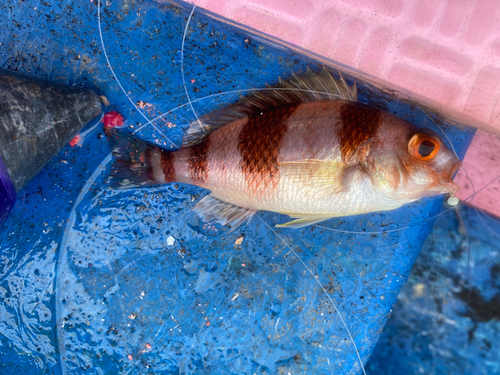 タマガシラの釣果