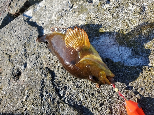 アイナメの釣果