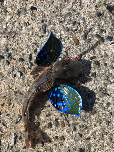 ホウボウの釣果