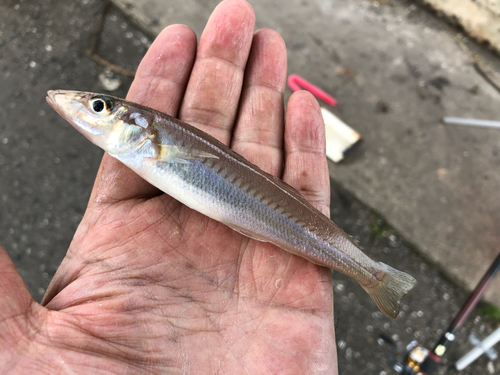 キスの釣果