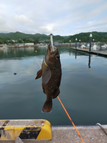 エゾメバルの釣果