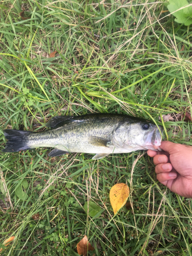 ラージマウスバスの釣果