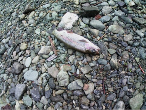 ニジマスの釣果