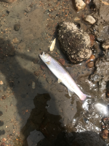 アメマスの釣果