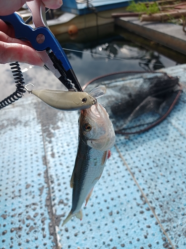 ハスの釣果