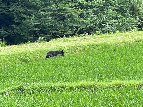 ヤマメの釣果