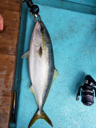 ハマチの釣果