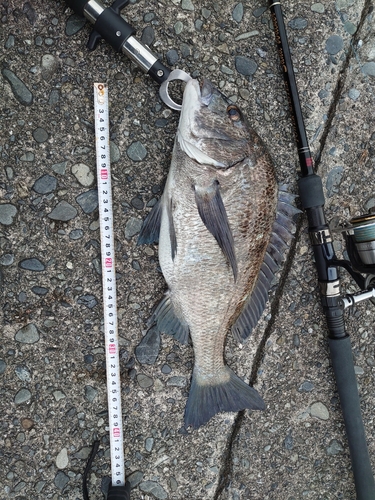 クロダイの釣果