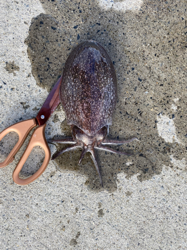 コウイカの釣果