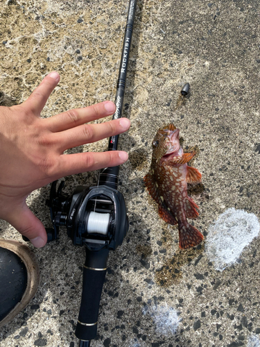 カサゴの釣果