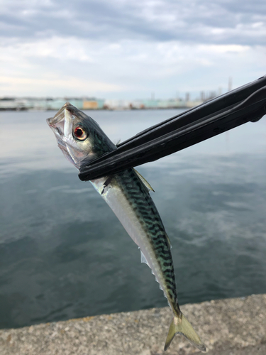 サバの釣果