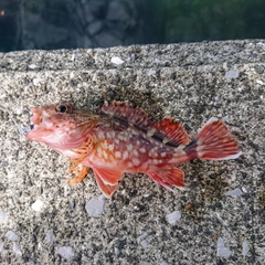 アラカブの釣果