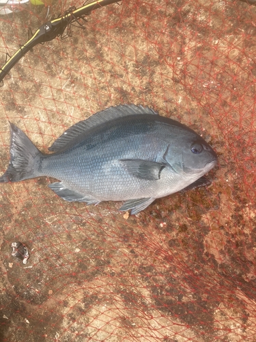 オナガグレの釣果