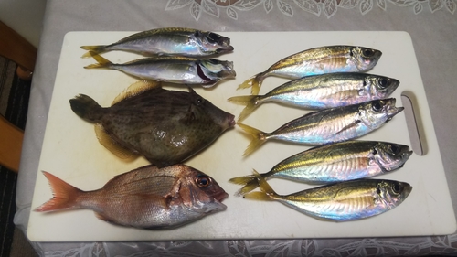 アジの釣果