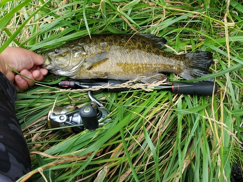 スモールマウスバスの釣果