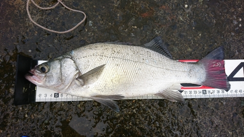 ヒラスズキの釣果