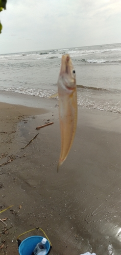 シロギスの釣果