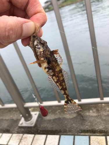 アナハゼの釣果