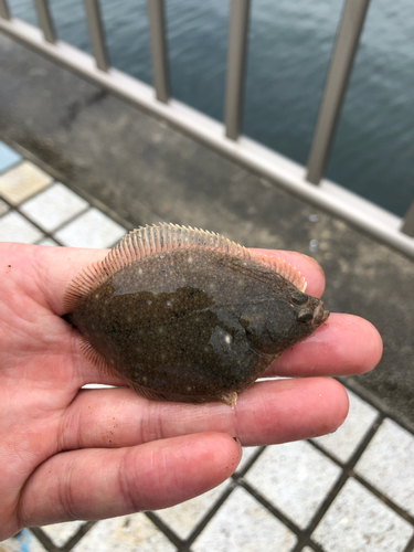 カレイの釣果