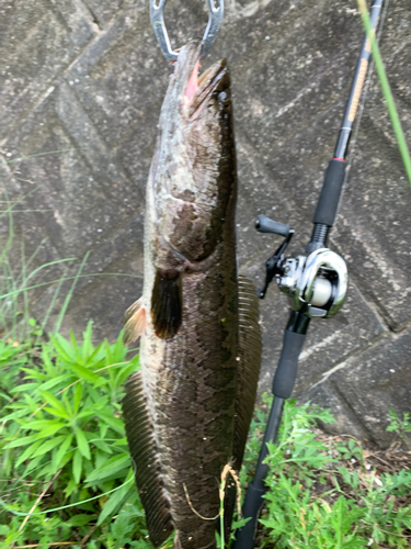 ライギョの釣果