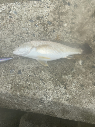 イシモチの釣果