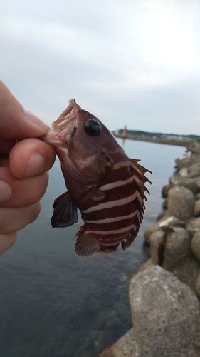 マハタの釣果