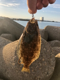 ヒラメの釣果