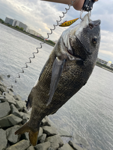 クロダイの釣果