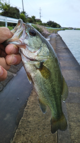 ラージマウスバスの釣果