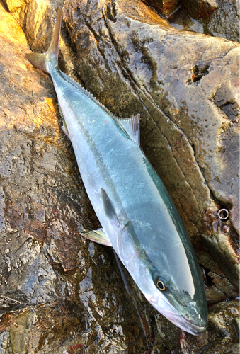 ヤズの釣果