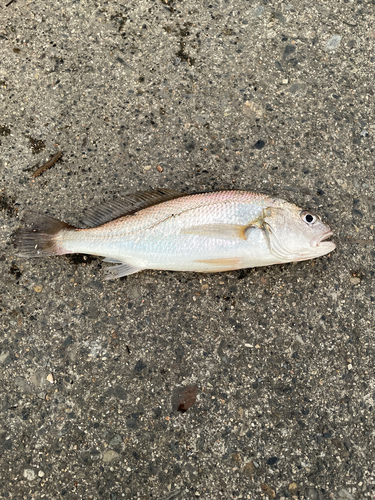 イシモチの釣果