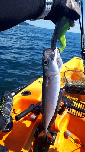 サバの釣果