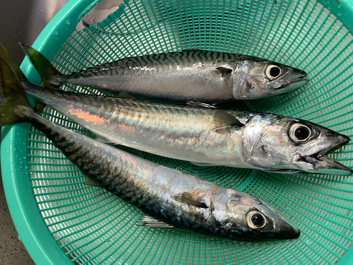 サバの釣果