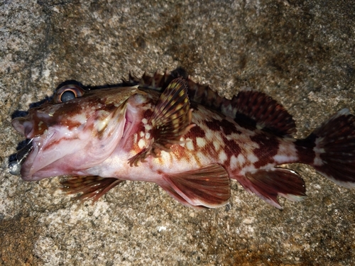 ガシラの釣果