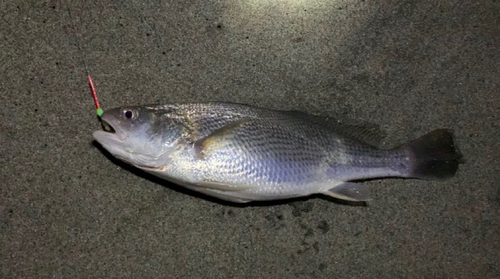 イシモチの釣果