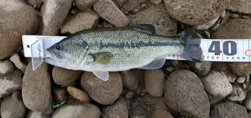 ラージマウスバスの釣果