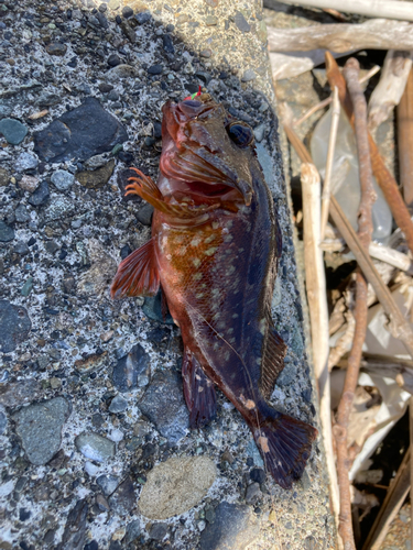 カサゴの釣果