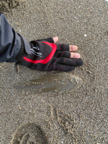 シタビラメの釣果