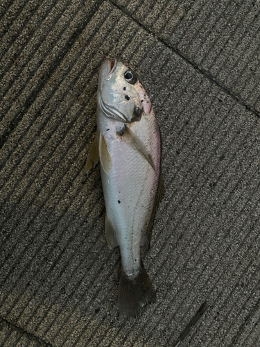 イシモチの釣果