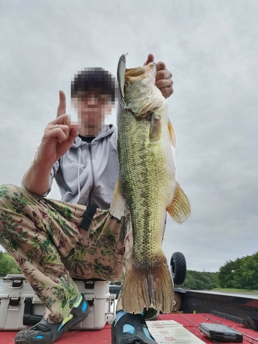 ブラックバスの釣果