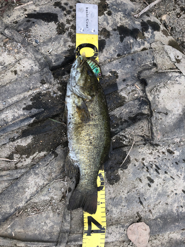 スモールマウスバスの釣果