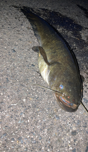 ナマズの釣果