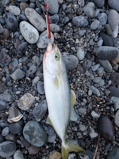 ワカシの釣果