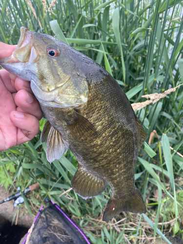 スモールマウスバスの釣果