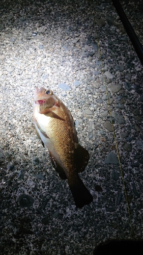 クロソイの釣果