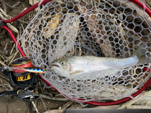 ニジマスの釣果