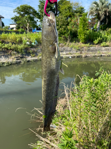 ナマズの釣果