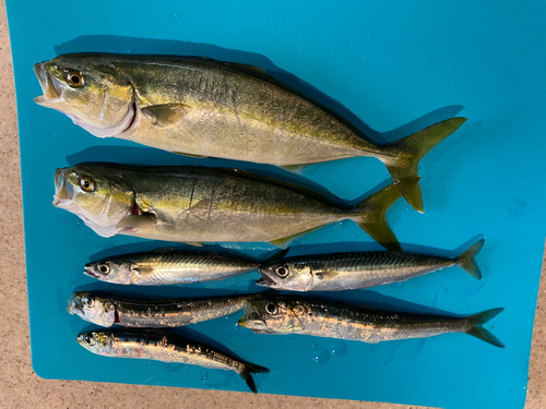 ワカシの釣果